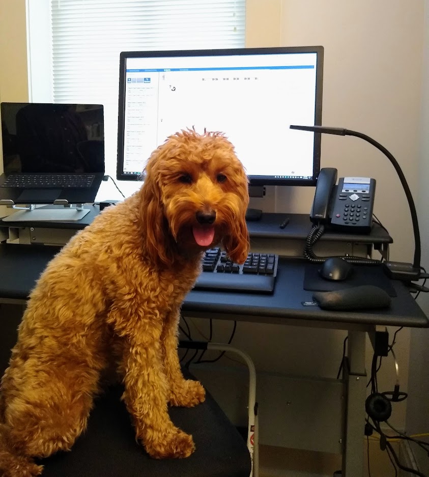 Chief Fluffy Officer Charley, a golden doodle, sitting on chair at computer screen in ivolunteer.com office